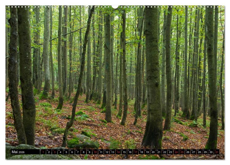 Produktbild: Zauberwelt Wald (Wandkalender 2026 DIN A2 quer), CALVENDO Monatskalender