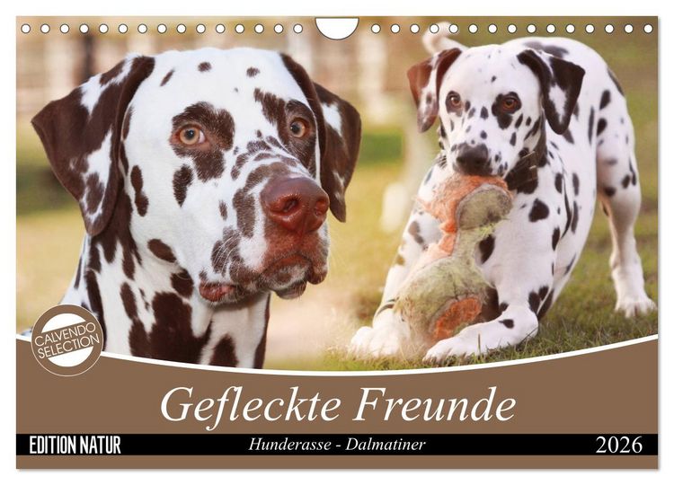 Produktbild: Gefleckte Freunde - Hunderasse Dalmatiner (Wandkalender 2026 DIN A4 quer), CALVENDO Monatskalender