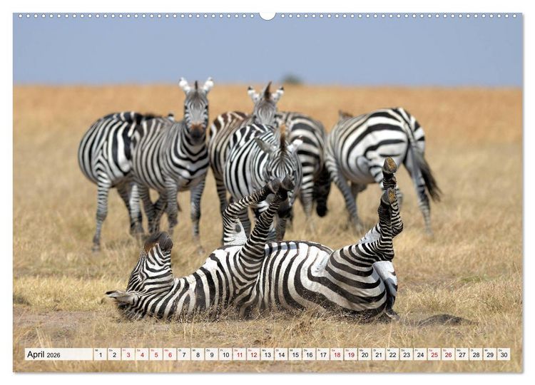 Produktbild: Faszination Afrika: Zebras (hochwertiger Premium Wandkalender 2026 DIN A2 quer), Kunstdruck in Hochglanz