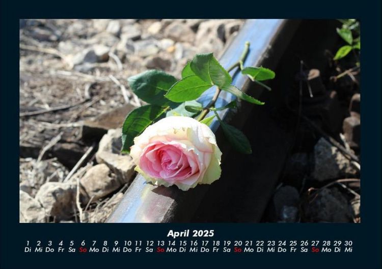 Produktbild: Rosentraum 2025 Fotokalender DIN A4