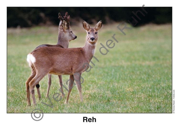 Produktbild: Waldtiere