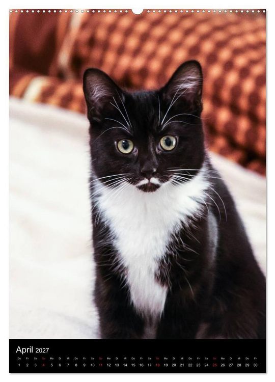 Produktbild: Stubentiger (Wandkalender 2027 DIN A2 hoch), CALVENDO Monatskalender