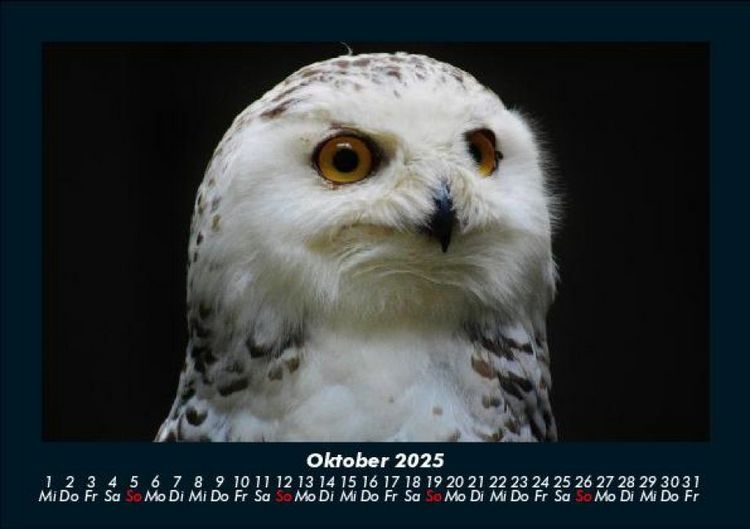 Produktbild: Welt der V&ouml;gel 2025 Fotokalender DIN A5