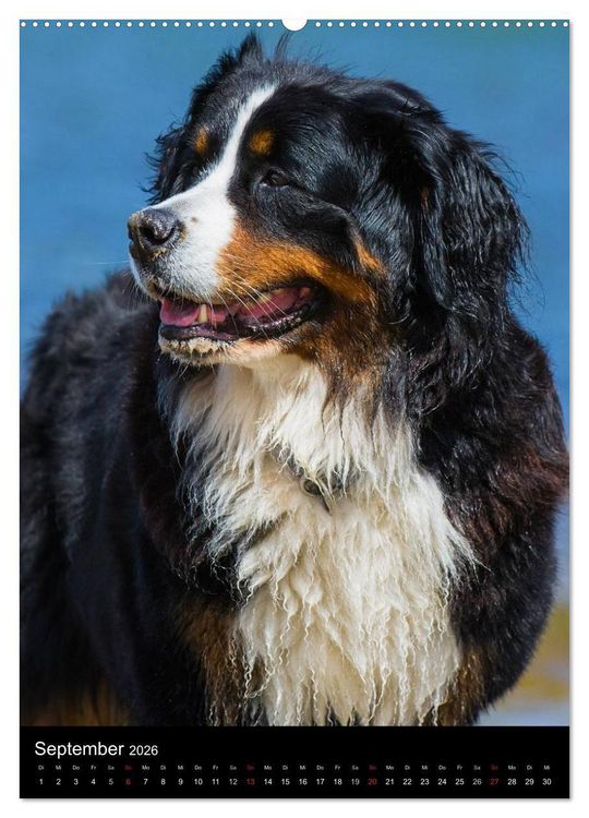 Produktbild: Faszination Berner Sennenhund (hochwertiger Premium Wandkalender 2026 DIN A2 hoch), Kunstdruck in Hochglanz