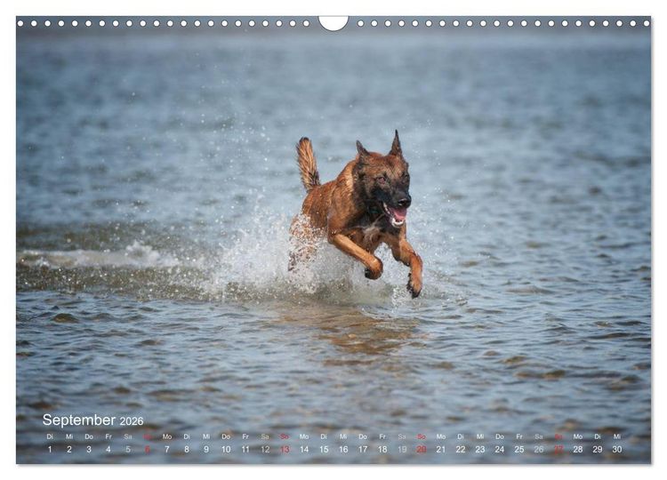 Produktbild: Malinois lieben Wasser (Wandkalender 2026 DIN A3 quer), CALVENDO Monatskalender