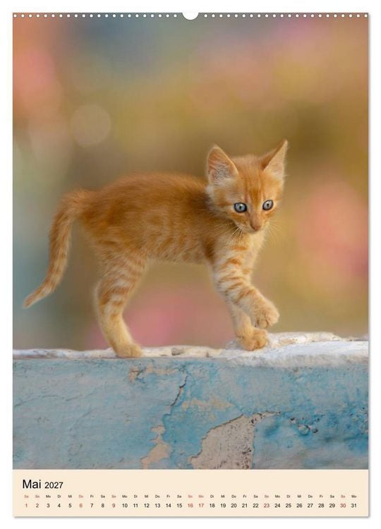 Produktbild: Katzen von Rhodos (hochwertiger Premium Wandkalender 2027 DIN A2 hoch), Kunstdruck in Hochglanz