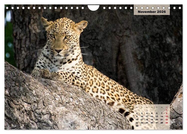 Produktbild: Raubkatzen - L&ouml;we, Gepard, Leopard (Wandkalender 2026 DIN A4 quer), CALVENDO Monatskalender