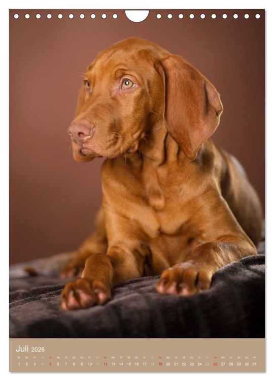 Produktbild: Hundekinder (Wandkalender 2026 DIN A4 hoch), CALVENDO Monatskalender