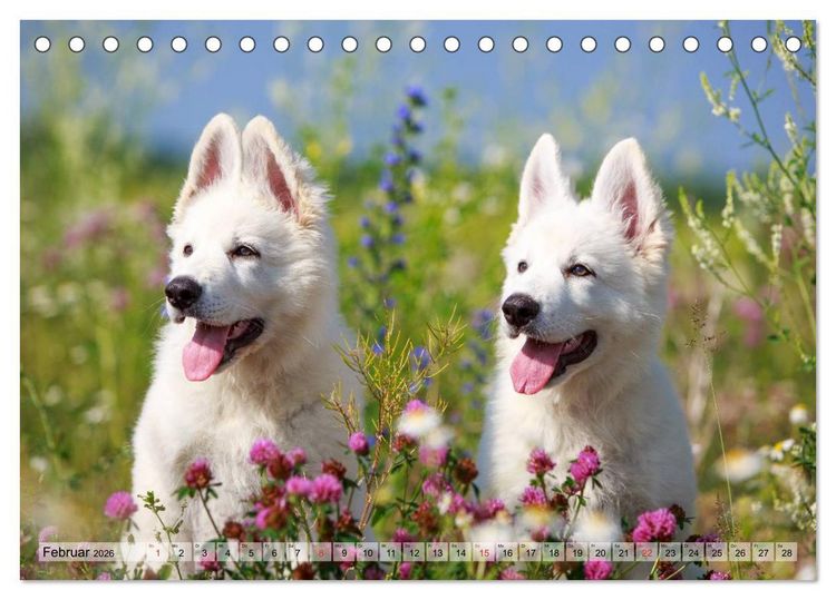 Produktbild: Beste Freunde - Bezaubernde Tierfreundschaften (Tischkalender 2026 DIN A5 quer), CALVENDO Monatskalender