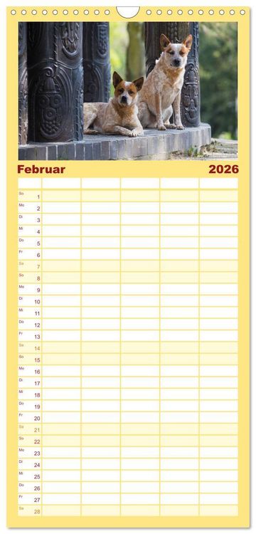 Produktbild: Familienplaner 2026 - Australian Cattle Dogs zwischen Kunst und Kultur mit 5 Spalten (Wandkalender, 21 x 45 cm) CALVENDO