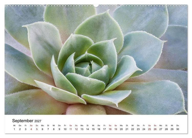 Produktbild: Sukkulenten Galerie (Wandkalender 2027 DIN A2 quer), CALVENDO Monatskalender