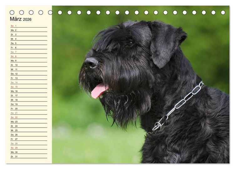Produktbild: Treuer Freund Riesenschnauzer (Tischkalender 2026 DIN A5 quer), CALVENDO Monatskalender