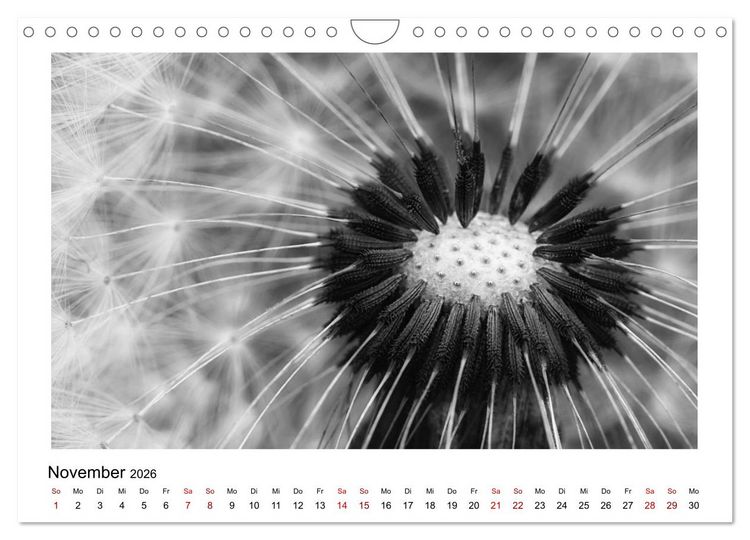 Produktbild: Die grafische Sch&ouml;nheit der Pflanzen &ndash; Schwarz-Wei&szlig; (Wandkalender 2026 DIN A4 quer), CALVENDO Monatskalender