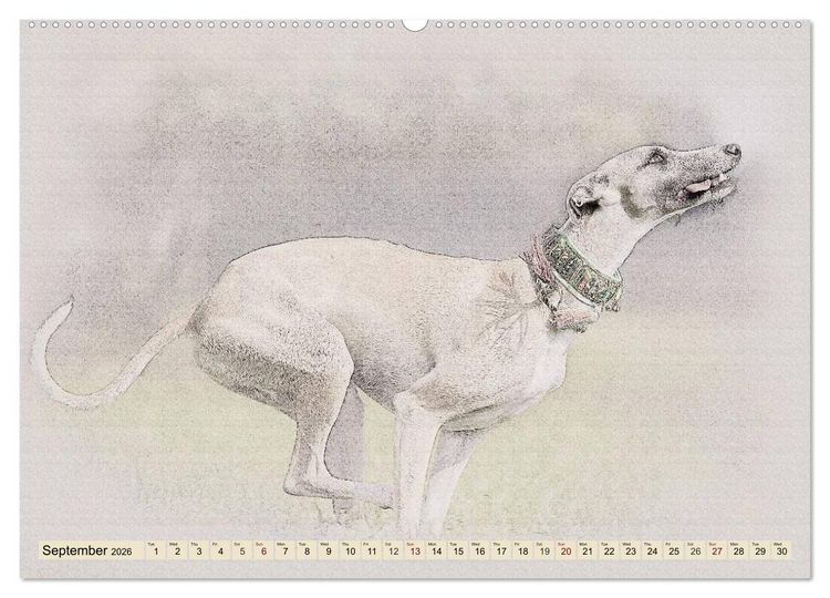 Produktbild: Whippets 2026 (High Quality Premium Wall Calendar 2026 DIN A2 landscape),CALVENDO 12 Month Wall Calendar