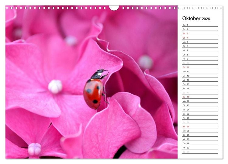 Produktbild: Marienk&auml;fer 2026 (Wandkalender 2026 DIN A3 quer), CALVENDO Monatskalender