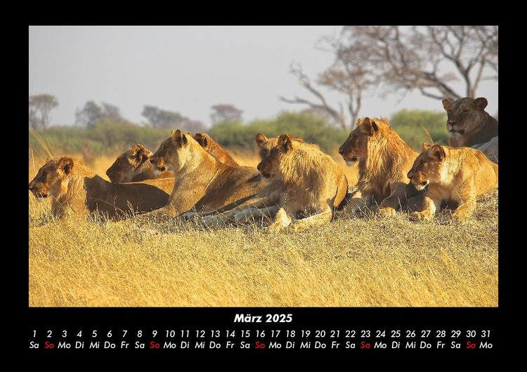 Produktbild: L&ouml;wen in der Wildnis 2025 Fotokalender DIN A3