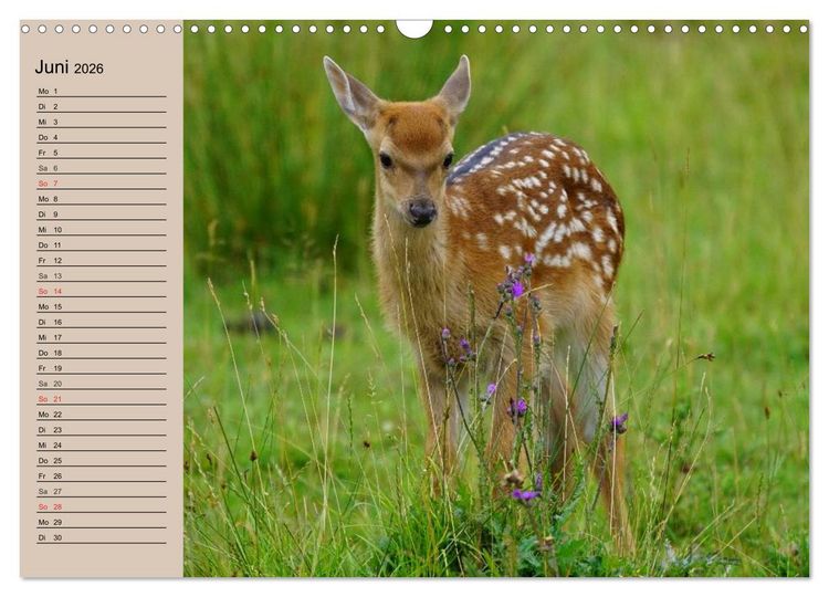 Produktbild: Rotwild. Edle Hirsche, stolze K&uuml;he (Wandkalender 2026 DIN A3 quer), CALVENDO Monatskalender