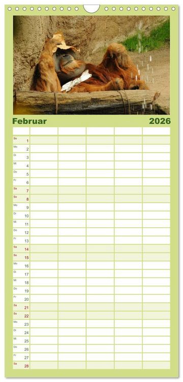 Produktbild: Familienplaner 2026 - Orang-Utans mit 5 Spalten (Wandkalender, 21 x 45 cm) CALVENDO