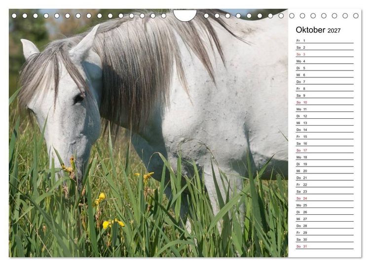Produktbild: Pferde der Camargue &ndash; Schimmel im Rh&ocirc;nedelta (Wandkalender 2027 DIN A4 quer), CALVENDO Monatskalender