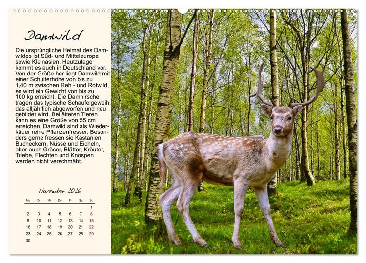 Produktbild: Majest&auml;tische Horntr&auml;ger (hochwertiger Premium Wandkalender 2026 DIN A2 quer), Kunstdruck in Hochglanz