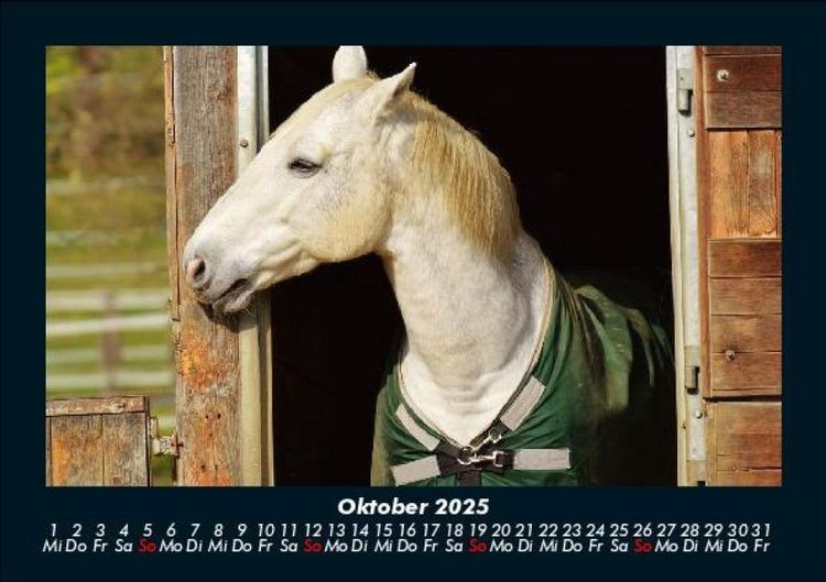 Produktbild: Pferde Kalender 2025 Fotokalender DIN A5