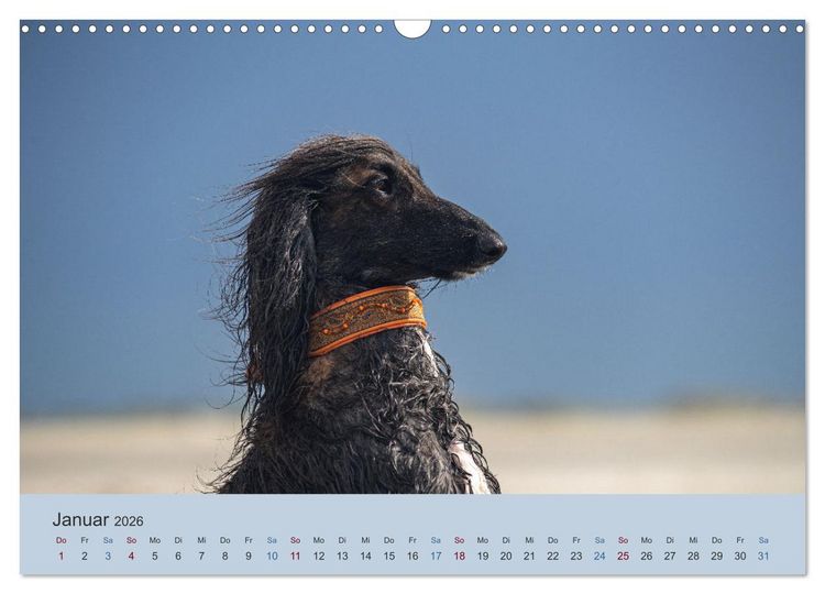 Produktbild: AFGHANISCHE WINDHUNDE 2026 (Wandkalender 2026 DIN A3 quer), CALVENDO Monatskalender