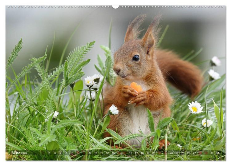 Produktbild: Eichh&ouml;rnchen Luna und ihre Kinder (Wandkalender 2026 DIN A2 quer), CALVENDO Monatskalender