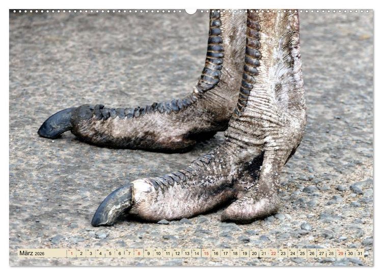 Produktbild: Strau&szlig;e. Afrikas sch&ouml;ne Laufv&ouml;gel (hochwertiger Premium Wandkalender 2026 DIN A2 quer), Kunstdruck in Hochglanz