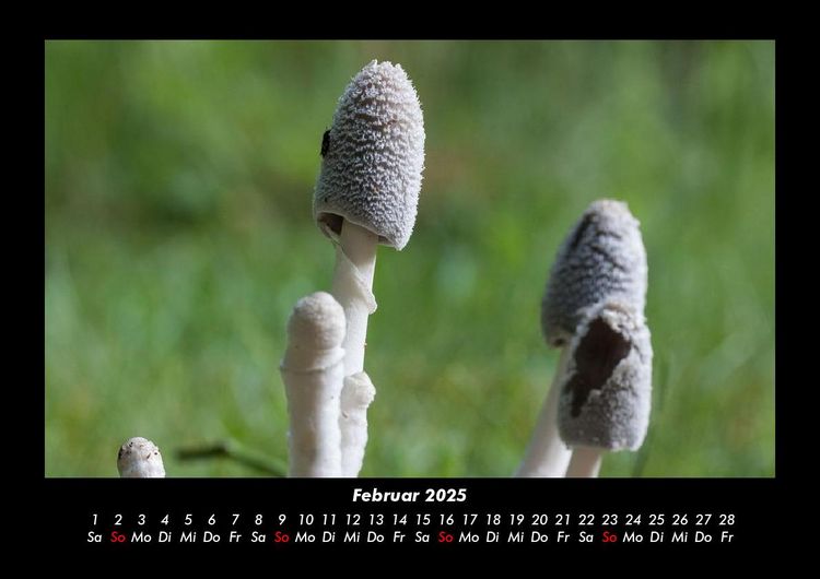 Produktbild: Pilzkalender 2025 Fotokalender DIN A3