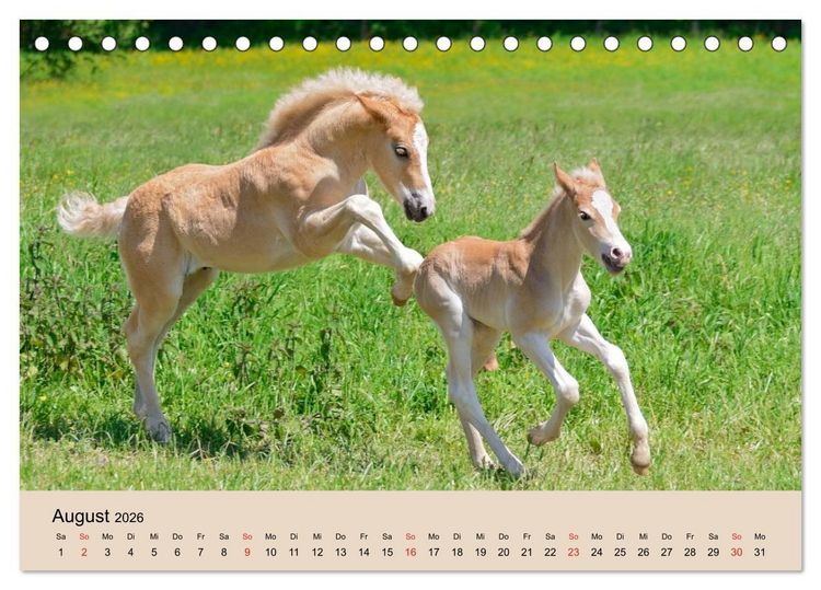 Produktbild: Haflinger Fohlen (Tischkalender 2026 DIN A5 quer), CALVENDO Monatskalender
