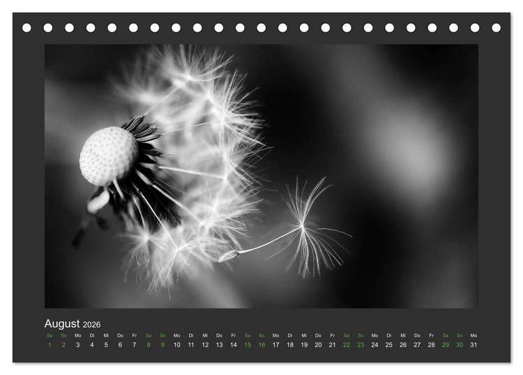 Produktbild: Pflanzen in Schwarz und Wei&szlig; (Tischkalender 2026 DIN A5 quer), CALVENDO Monatskalender