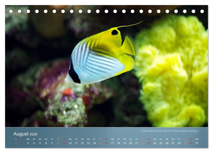 Produktbild: Bunte Riffbewohner - Fische, Anemonen und noch viel mehr (Tischkalender 2026 DIN A5 quer), CALVENDO Monatskalender