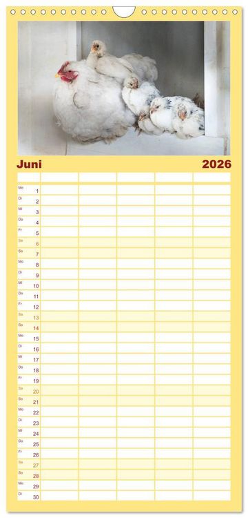Produktbild: Familienplaner 2026 - H&uuml;hner in meinem Garten mit 5 Spalten (Wandkalender, 21 x 45 cm) CALVENDO