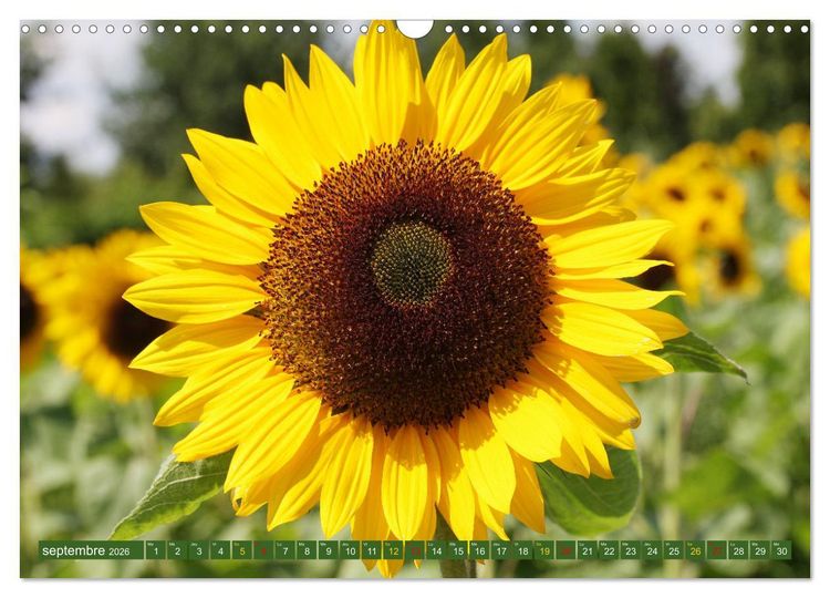 Produktbild: La beaut&eacute; des fleurs (Calendrier mural 2026 DIN A3 vertical), CALVENDO calendrier mensuel