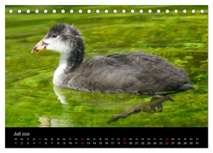 Produktbild: Das Leben der Enten (Tischkalender 2026 DIN A5 quer), CALVENDO Monatskalender