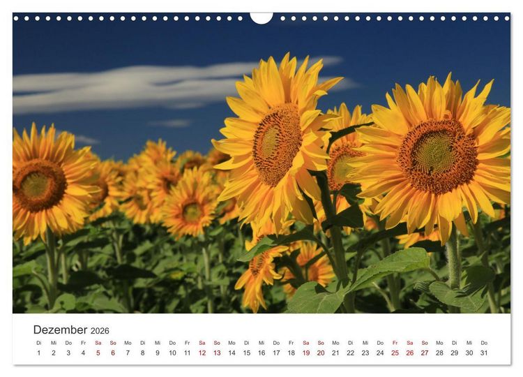 Produktbild: Sonnenblumen - Erstrahlen im freundlichen Gelb. (Wandkalender 2026 DIN A3 quer), CALVENDO Monatskalender