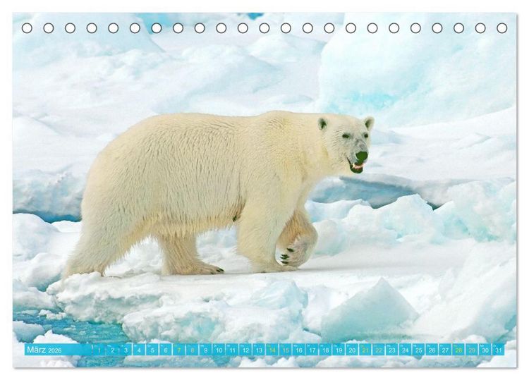 Produktbild: Eisb&auml;ren: Lebensk&uuml;nstler im Eis (Tischkalender 2026 DIN A5 quer), CALVENDO Monatskalender