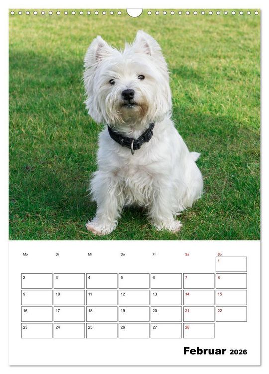 Produktbild: West Highland White Terrier - Herzensbrecher auf vier Pfoten (Wandkalender 2026 DIN A3 hoch), CALVENDO Monatskalender
