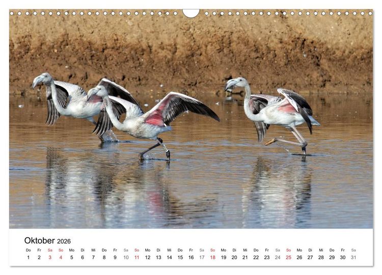 Produktbild: Algarve von Sagres bis Tavira (Wandkalender 2026 DIN A3 quer), CALVENDO Monatskalender