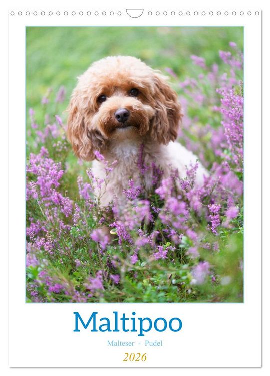 Produktbild: Maltipoo - Malteser - Pudel 2026 (Wandkalender 2026 DIN A3 hoch), CALVENDO Monatskalender