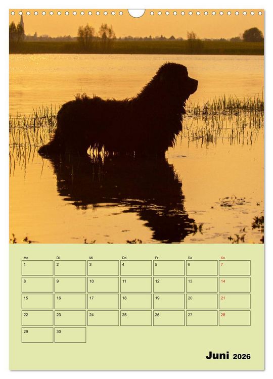 Produktbild: B&auml;rige Freunde - Familienplaner Brauner Neufundl&auml;nder (Wandkalender 2026 DIN A3 hoch), CALVENDO Monatskalender