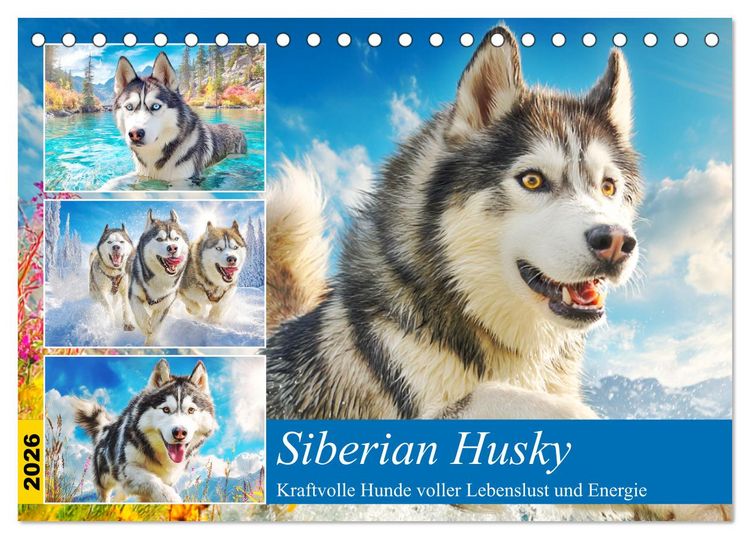 Produktbild: Siberian Husky. Kraftvolle Hunde voller Lebenslust und Energie (Tischkalender 2026 DIN A5 quer), CALVENDO Monatskalender