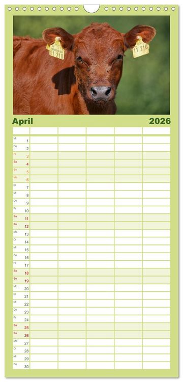 Produktbild: Familienplaner 2026 - Weiderinder im Frankenwald mit 5 Spalten (Wandkalender, 21 x 45 cm) CALVENDO