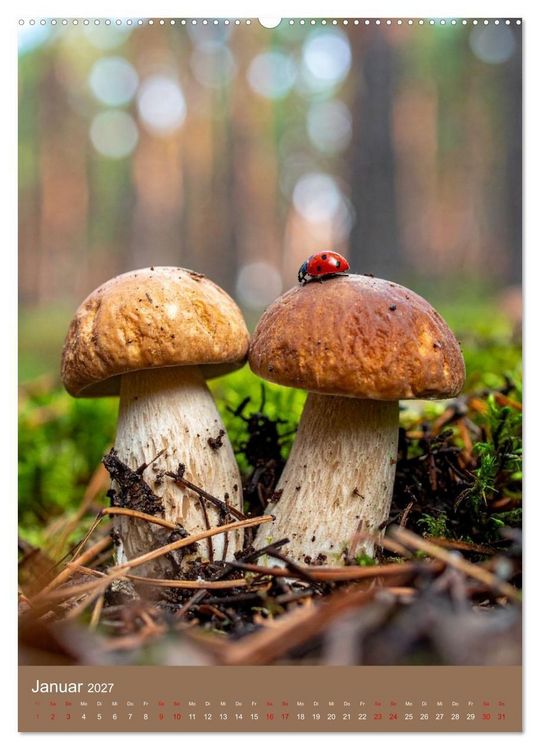 Produktbild: In die Pilze (hochwertiger Premium Wandkalender 2027 DIN A2 hoch), Kunstdruck in Hochglanz