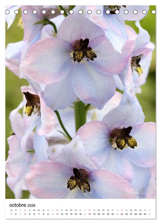 Produktbild: Joie avec des fleurs (Calendrier de bureau 2026 DIN A5 horizontal), CALVENDO calendrier mensuel