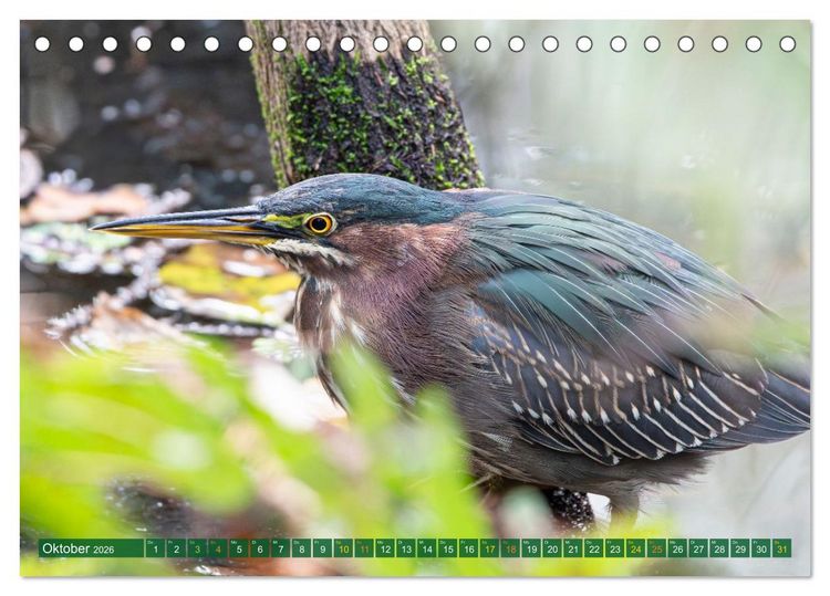 Produktbild: Gr&uuml;nreiher - Krabbenreiher - Nachtreiher (Tischkalender 2026 DIN A5 quer), CALVENDO Monatskalender