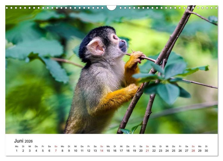 Produktbild: Totenkopfaffen (Wandkalender 2026 DIN A3 quer), CALVENDO Monatskalender