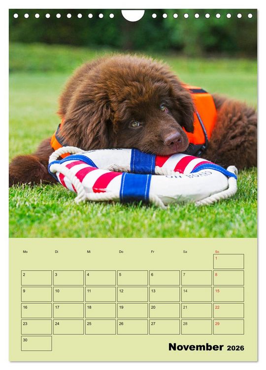 Produktbild: B&auml;rige Freunde - Familienplaner Brauner Neufundl&auml;nder (Wandkalender 2026 DIN A4 hoch), CALVENDO Monatskalender