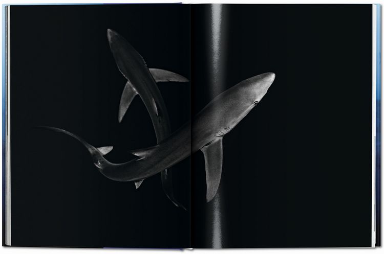 Produktbild: Michael Muller. Sharks
