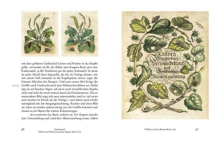 Produktbild: Maria Sibylla Merians Reise zu den Schmetterlingen